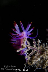 A Flabellina rubrolineata standing up to be counted (and ... by Jim Dodd 